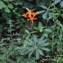 충북알프스자연휴양림 이미지