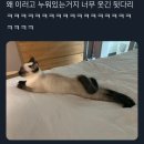 오랫동안 품어온 트위터 모음 이미지