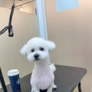 다녀오개 이미지