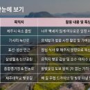 신산카프라자 | 2026 제주 벚꽃·유채 완전정복: 녹산로 드라이브 + 제주시 4대 벚꽃길 동선 공개