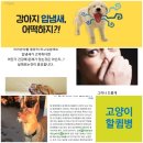 🦊고양이 기생충 톡소 포자충의 중간 숙주🐂 소 에게도 감염될수 있습니다.[*출처:아산병원] 이미지