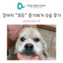 달맞이 호두네 동물병원 | 광명 동물병원) 강아지 &#34;호두&#34; 피지샘선종 수술, 모낭충 치료 후기