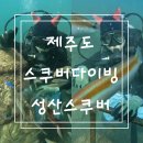 성산 | 제주도 액티비티 스쿠버다이빙 성산스쿠버 이색체험 후기