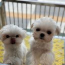 후니네멍멍이 이미지