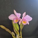 Cattleya trianaei concolor 'Orion 이미지