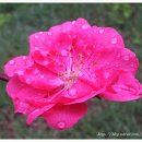 홍매화 민박 이미지