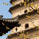 금옥이 민박 | 만물이 움츠리는 겨울, 장안의 납매(蠟梅)를 찾아서