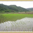 사름 티스토리