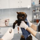 다가온 동물병원 이미지