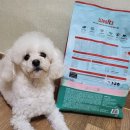 솜뭉치 | 먹보 솜뭉치의 웰츠 어덜트 급여 후기!