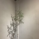 올리브나무 - 성남시 중원구 은행로7번길 24 | 올리브나무