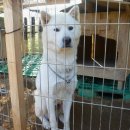 가정견1회분양 이미지