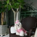 그랜드 애견 미용 이미지