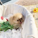 퍼피로운 이미지