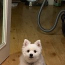 효자동물병원 | 대구 경북 반려동물 장례식장 아이들랜드 우리집 막둥이 천국 간 날