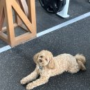 임팩트프리미엄 피티샵 이미지