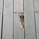 부개크라운점 | 부서진 나무 합성데크 1장 교체 업체