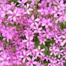 벌교주유소 이미지