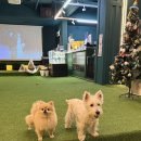 행복을 주는 노랑멍멍 | 부산 대연동 애견카페&amp;펍 '멍멍가든' 방문 후기