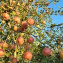 상양농장 이미지