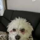 온리퍼피 이미지