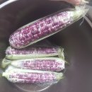 은옥농장 | 노지 흑찰옥수수 판매중 인기좋아요