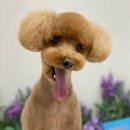 뉴데이 반려견 미용실 이미지