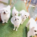 개몽이네 이미지