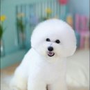 모찌애견샵 이미지