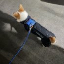 섹시독 | 알파아이콘2026 레인독가드)알파아이콘 레인독가드 오닉스 구매후기,알파아이콘 후기,웰시코기 우비추천...