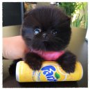 도그캐슬 이미지