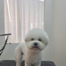 몽슈피스 이미지