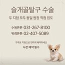 푸들 10개월 강아지 슬개골탈구수술 비용과 후기 외과전문 위례 강동 송파 문정동 동물병원