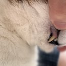 24시 모란동물 메디컬센터 이미지