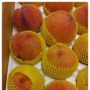 금광농장 이미지