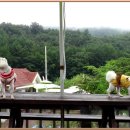 해리애견 이미지