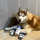 (주)종근당바이오 | 종근당바이오 라비벳 : 1위 강아지유산균으로 강아지변비 관리해주기!