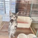 대전고양이분양 루나캣 이미지