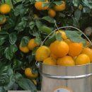 송정농원 이미지