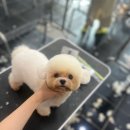 탑 애견 이미지