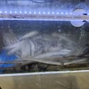 다오리장어구이 이미지