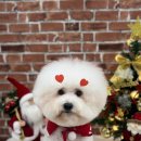 야옹아 멍멍해봐 미용실 이미지