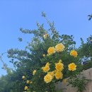 골드바니 Daum카페