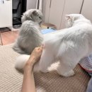 pet26라3453 | AZD0486 Cycle #11 #12/ 완전관해/ 코로나였을까..?/ 장애연금 재심사
