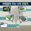 모링가 이미지