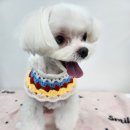 체인지펫미용 이미지