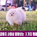 강생이천국 이미지