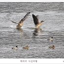 고니 이미지