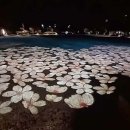 칠십리공원 이미지