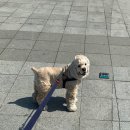 꿈의숲동물병원 이미지